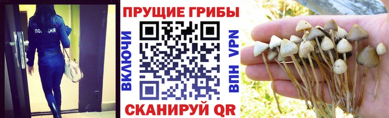 Купить  Ревда  Галлюциногенные грибы MAGIC MUSHROOMS 